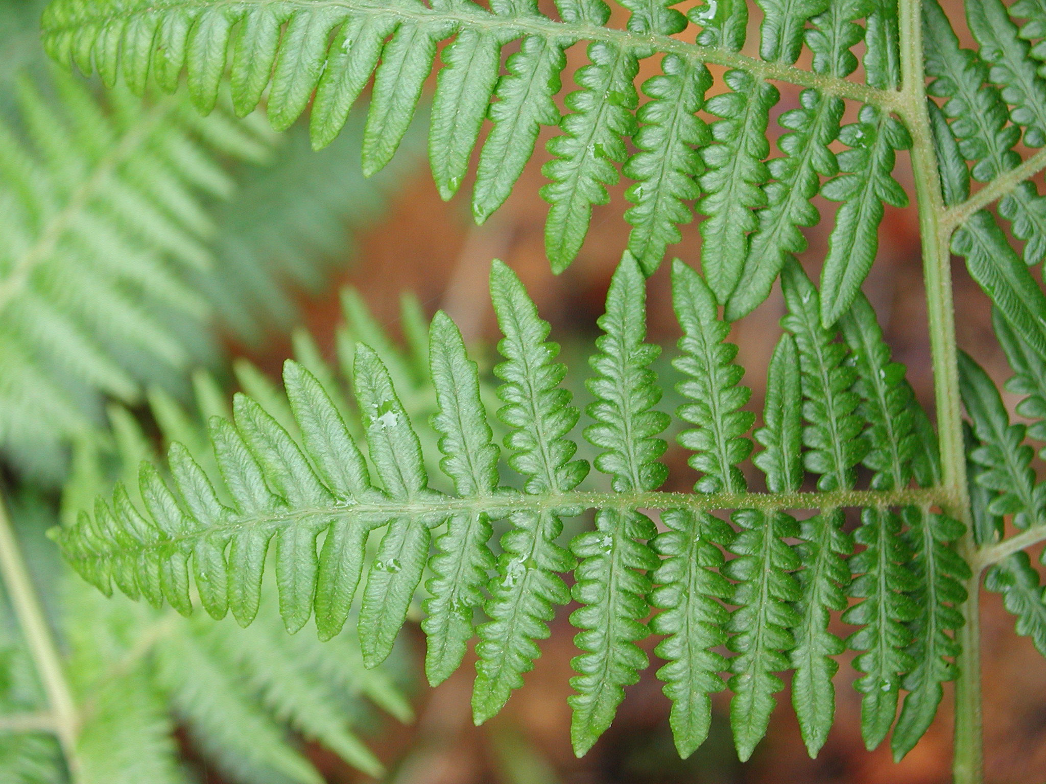 Dennstaedtiaceae Pteridium pseudocaudatum